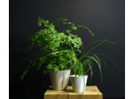 Duo de petits pots blancs en papier imperméabilisé