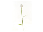 Tulipe blanche