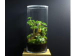 TERRARIUM YOKO