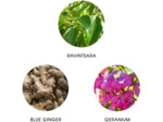 Eau de Parfum Naturelle WAKA MADAGASCAR 11 mL - FiiLiT Parfum du Voyage