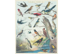 Cavallini Puzzle 1000 Pièces, Oiseaux Audubon : Une Symphonie de la Nature à Chaque Pièce