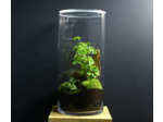 TERRARIUM YOKO