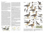 LE GUIDE ORNITHO - LE GUIDE LE PLUS COMPLET DES OISEAUX D'EUROPE, D'AFRIQUE DU NORD ET DU MOYEN-ORIE