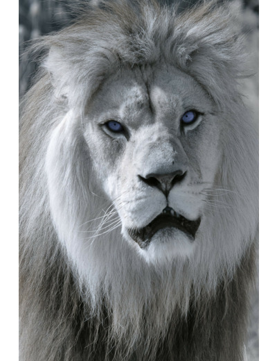Portrait du lion Baz