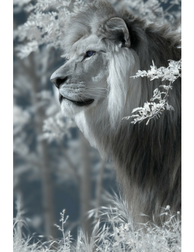 Profil du lion Baz