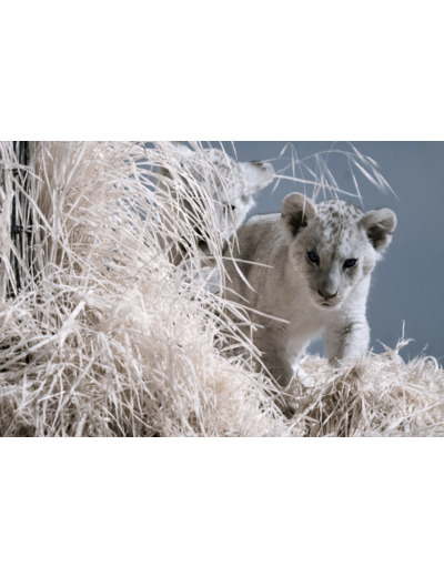 Lionceaux du Bioparc