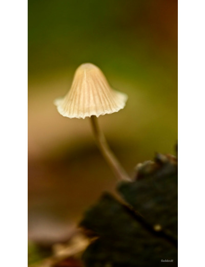 Champignon lumineux