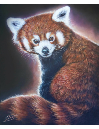 Panda roux