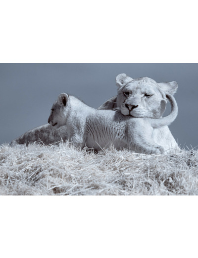 Lionne et lionceau du Bioparc