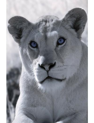 Portrait de lionne