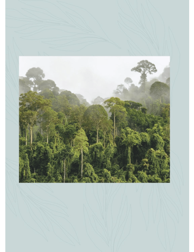LES FORETS DU MONDE