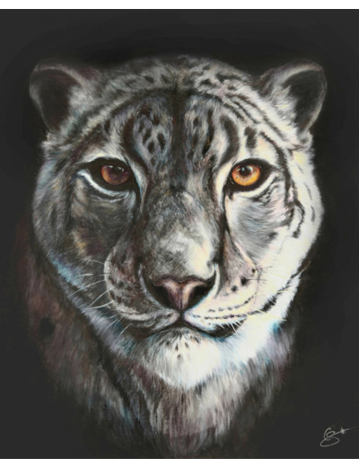 Panthère des neiges