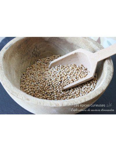 Graines de moutarde Jaune