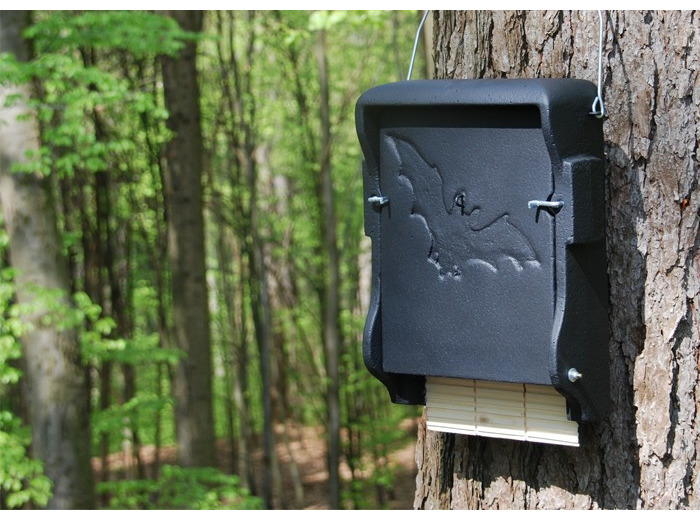 GITE A CHAUVES-SOURIS 1FF