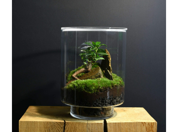 TERRARIUM ORIGINAL #19