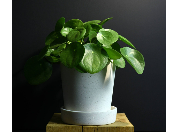 Pots blancs avec soucoupe