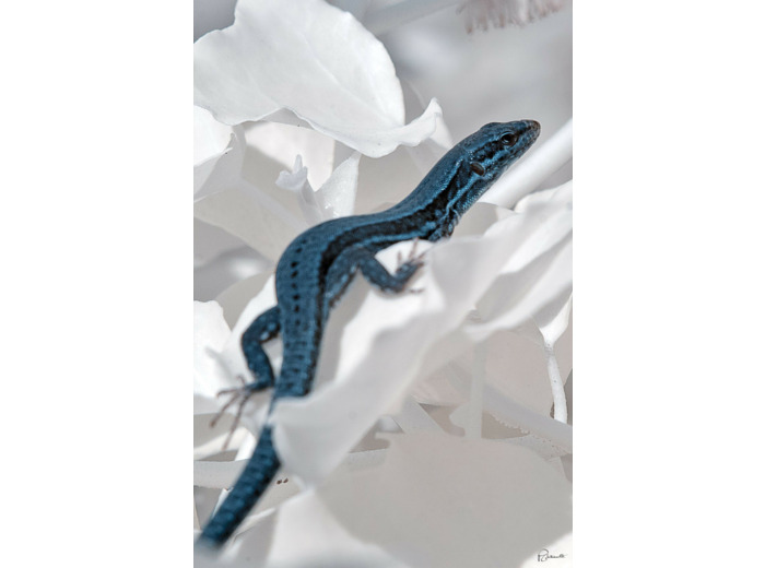 Le lézard bleu