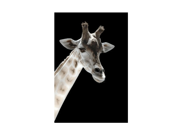 Portrait de girafe