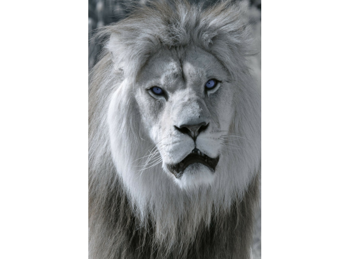 Portrait du lion Baz