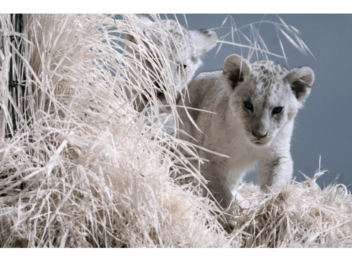 Lionceaux du Bioparc