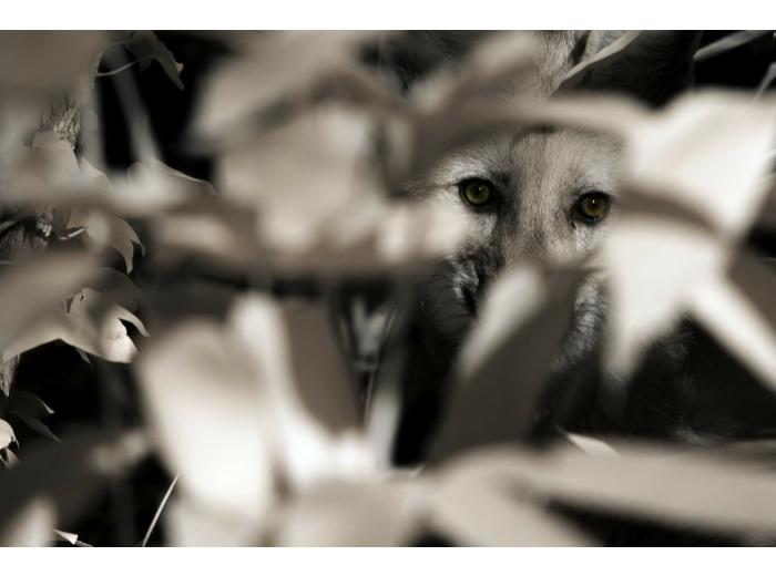 Loup à crinière du Bioparc