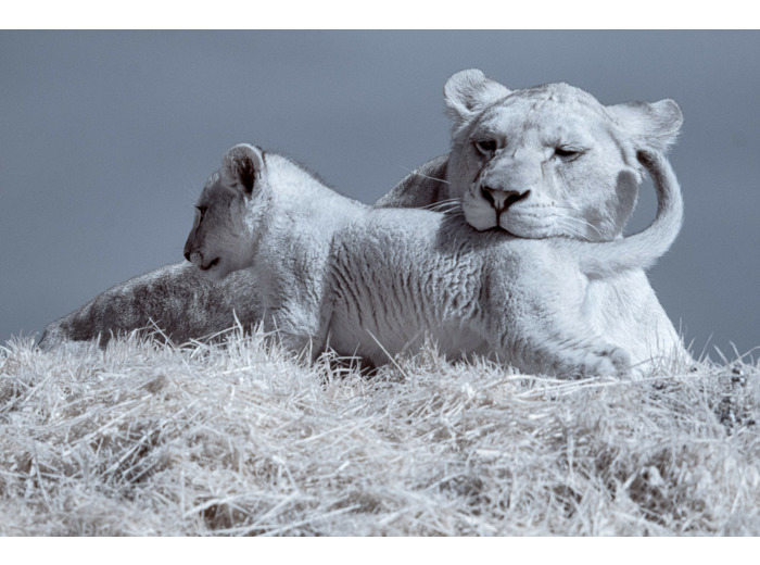 Lionne et lionceau du Bioparc