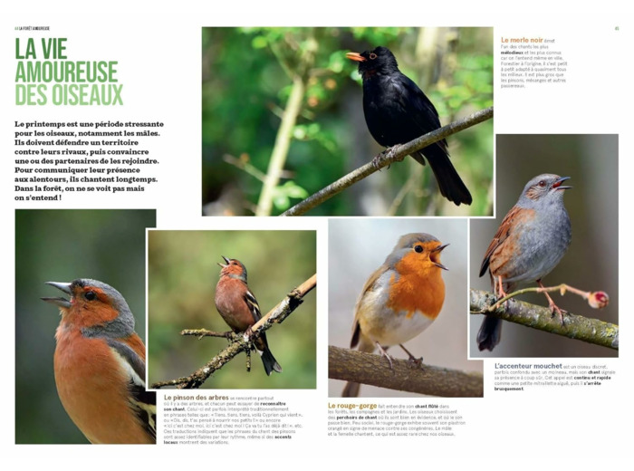 LA FORET EN BORD DE CHEMIN