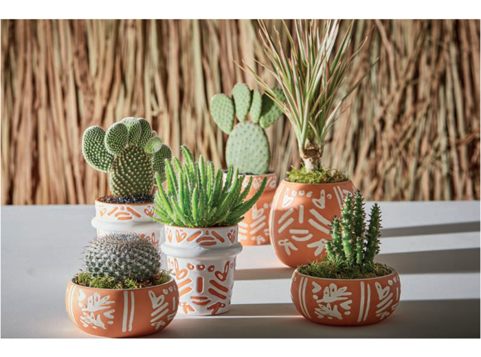 Pot à succulente - terracotta