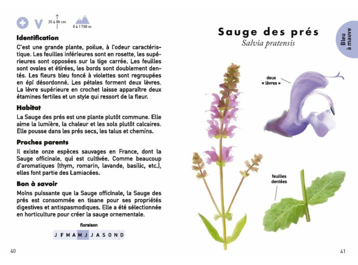 LE PETIT GUIDE DES FLEURS SAUVAGES