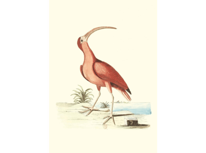 CARNET - RECUEIL DE DIVERS OISEAUX