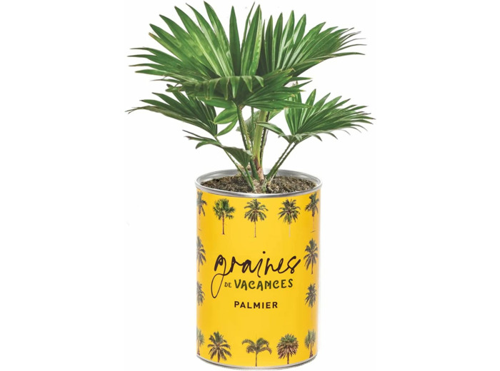 GRAINES DE VACANCES PALMIER