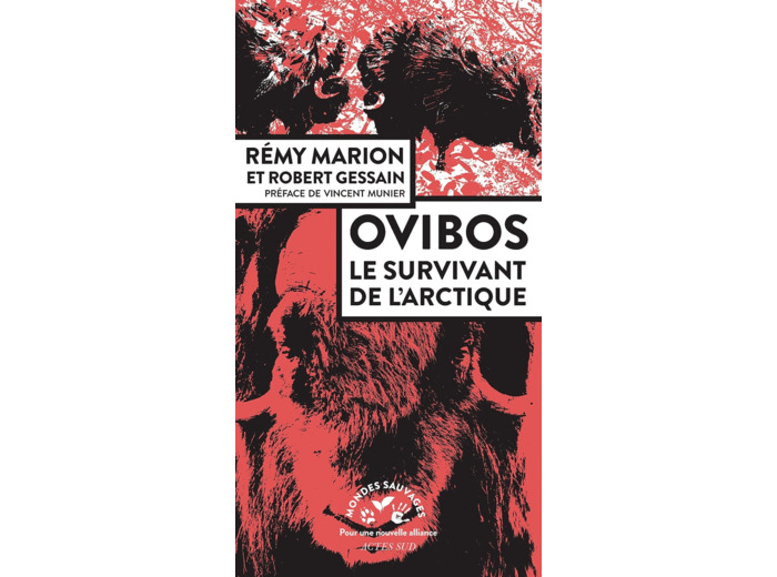OVIBOS - LE SURVIVANT DE L'ARCTIQUE - ILLUSTRATIONS, NOIR ET BLANC
