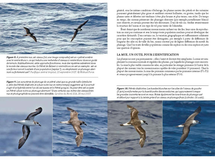 GUIDE PHOTO DES OISEAUX MARINS DU MONDE - IDENTIFIER TOUTES LES ESPECES PELAGIQUES