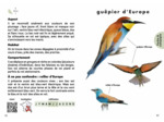 LE PETIT GUIDE DES OISEAUX - 70 ESPECES A DECOUVRIR