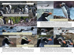 GUIDE PHOTO DES OISEAUX MARINS DU MONDE - IDENTIFIER TOUTES LES ESPECES PELAGIQUES