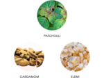 PATCHILAI - INDIA Eau de Parfum PATCHILAI - INDIA Eau de Parfum 11mL