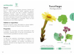 LE PETIT GUIDE DES PLANTES SAUVAGES COMESTIBLES