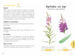 LE PETIT GUIDE DES PLANTES SAUVAGES COMESTIBLES