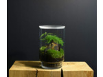 TERRARIUM ORIGINAL #12