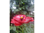 Coquelicot