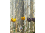 Tulipe jaune