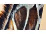 Girafe élégance