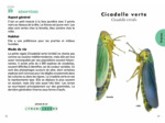 LE PETIT GUIDE DES INSECTES