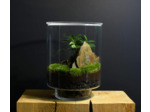 TERRARIUM ORIGINAL #19