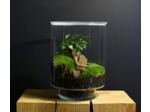 TERRARIUM ORIGINAL #19