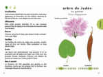 LE PETIT GUIDE DES ARBRES - 70 ESPECES A DECOUVRIR