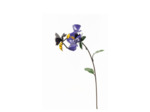 Abeille sur iris Parme