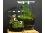 TERRARIUM ZAŌ