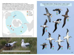 GUIDE PHOTO DES OISEAUX MARINS DU MONDE - IDENTIFIER TOUTES LES ESPECES PELAGIQUES