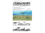 MAMMIFERES D'AFRIQUE - PLUS DE 300 ESPECES ILLUSTREES